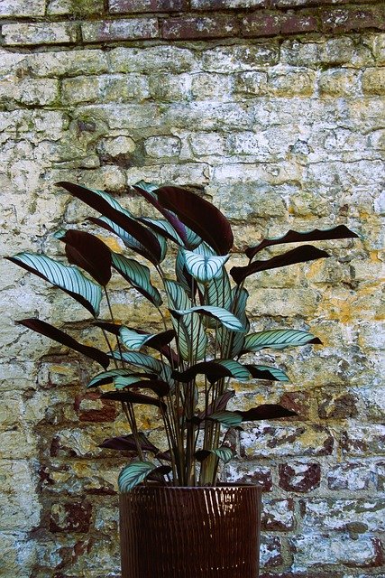 Calathea planas de interior