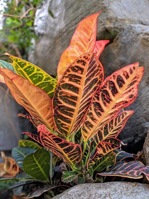 Crotón planta de interior