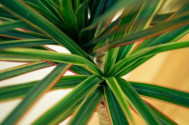 Dracaena