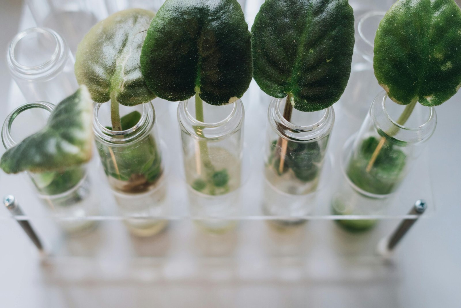 Esquejes de diferentes plantas