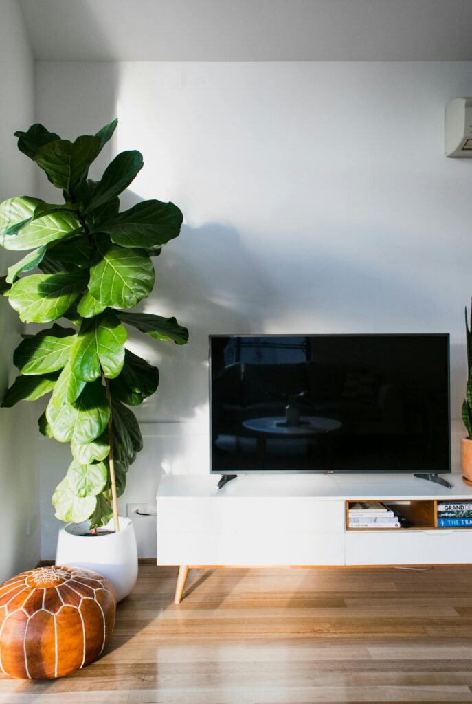 Ficus