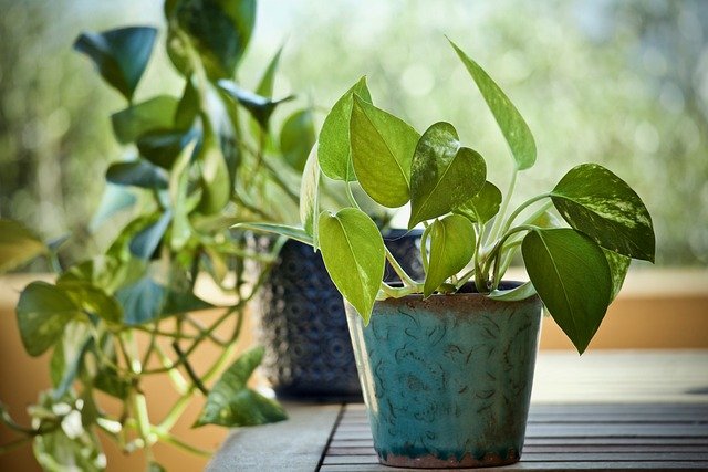 Pothos planta de interior
