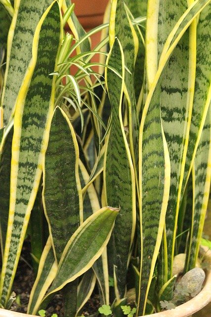 Plantas de interior Sansevieria