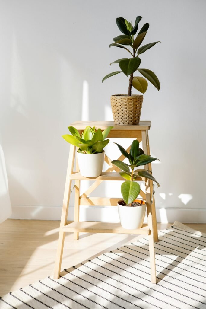 Plantas de ficus para decoración