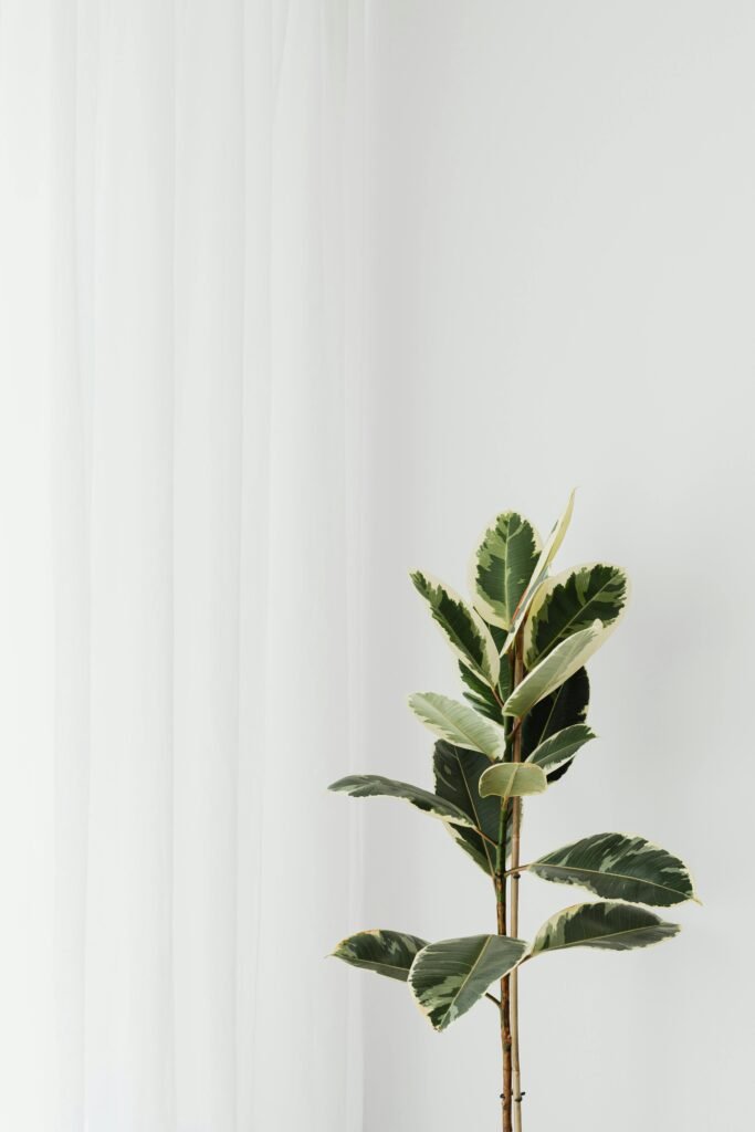 Ficus