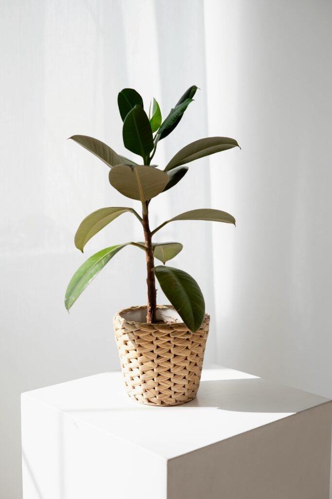 Maceta de ficus