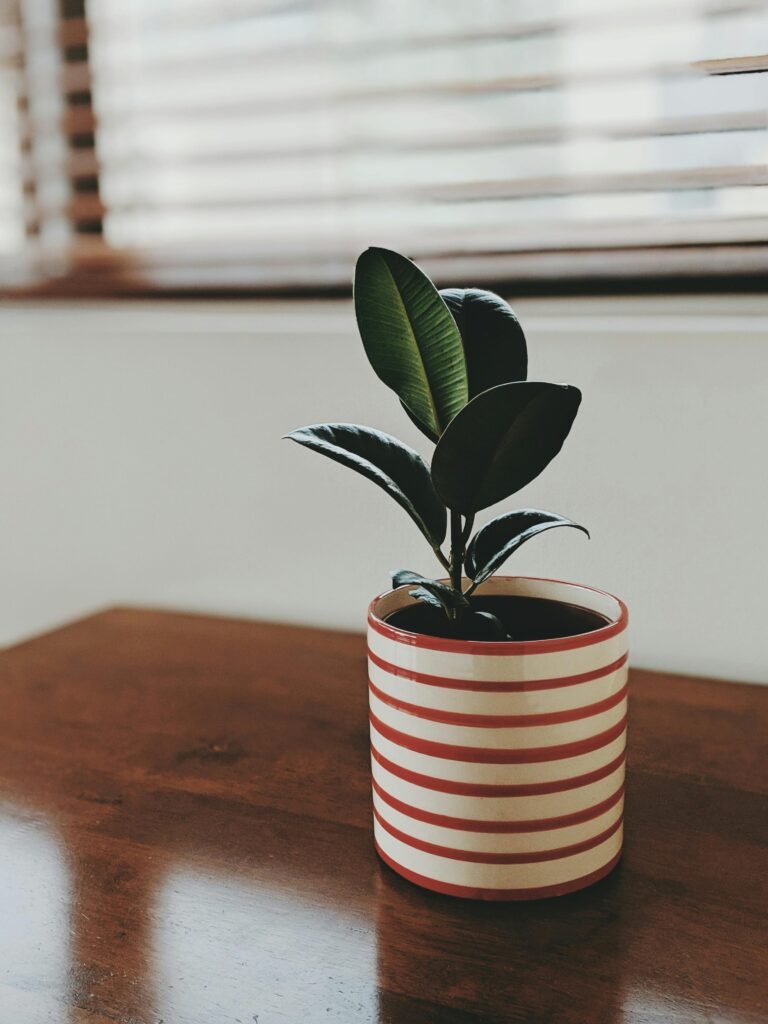 Ficus pequeño