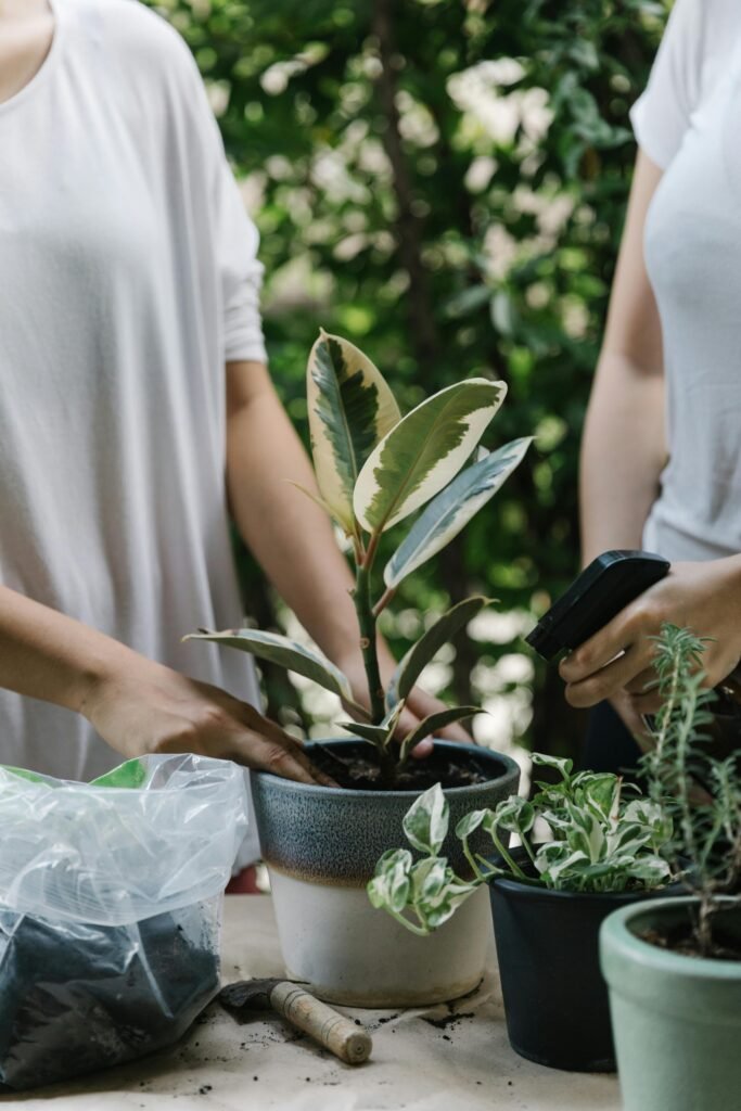 Transplantando ficus