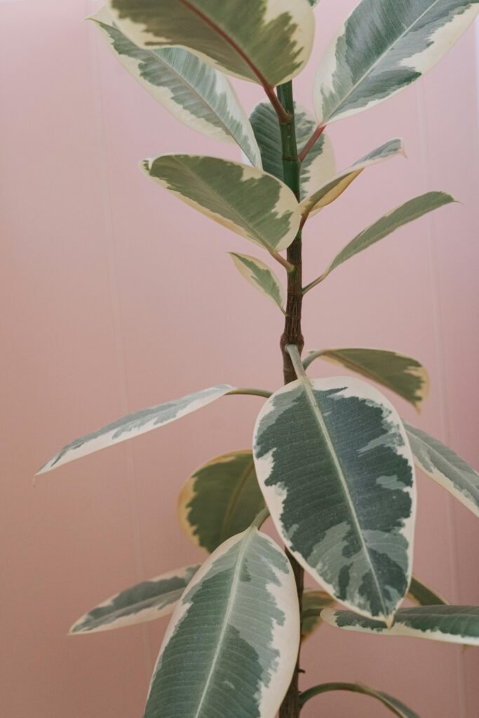 Planta de ficus con hojas bordeadas en dorado
