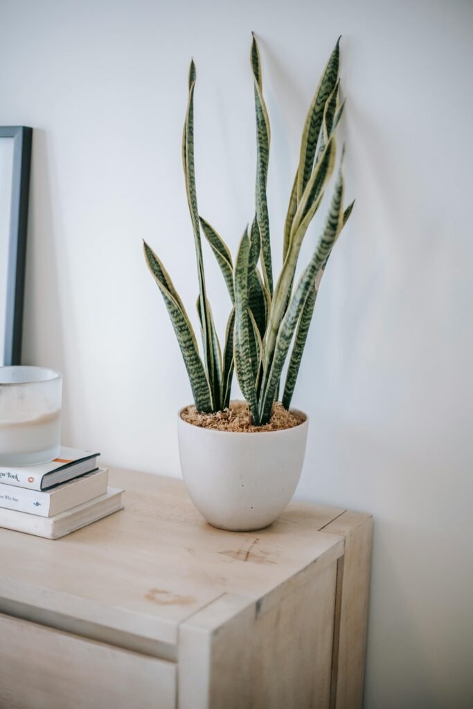 Planta Sansevieria