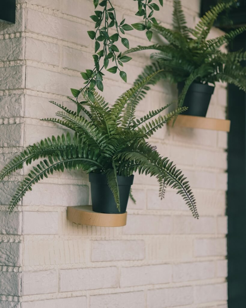 Plantas de Helechos