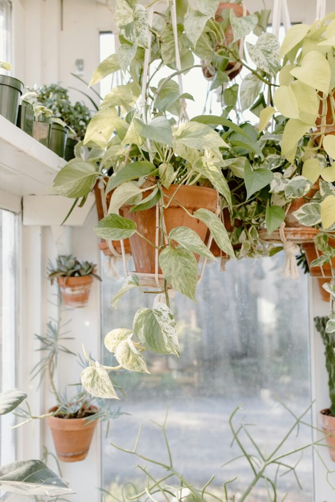 Pothos colgantes