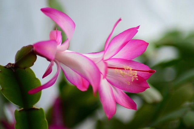 Flor rosa cactus de Navidad