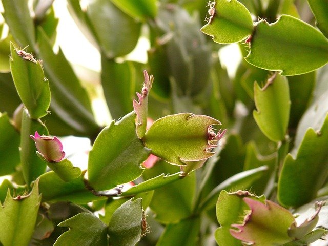 Cactus de Navidad