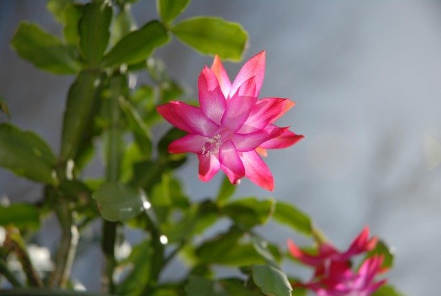 Cactus de Navidad flor rosa