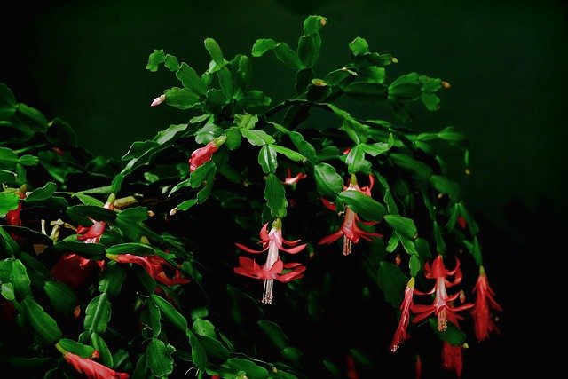 Cactus de Navidad
