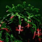 Cactus de Navidad flor roja