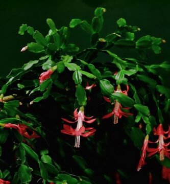 Cactus de Navidad flor roja