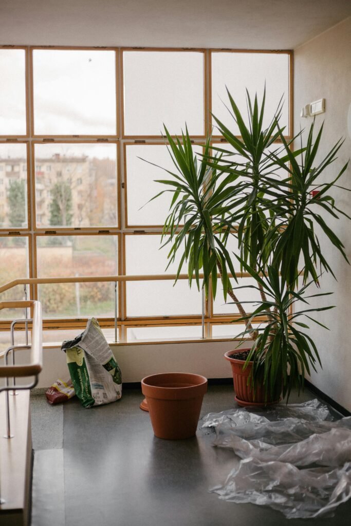 Dracaena marginata 
